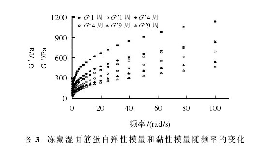 圖 3 凍藏濕麵筋蛋白彈性模量和黏性模量隨頻率的變化