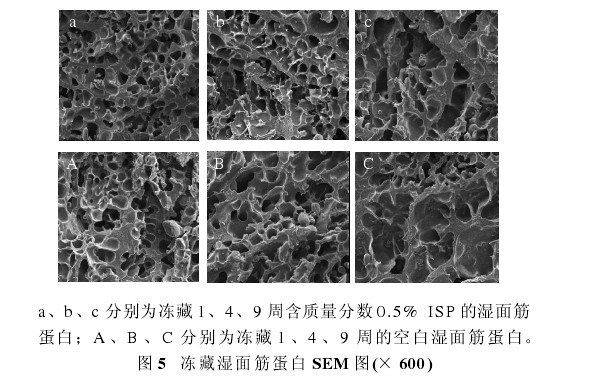 圖 5 凍藏濕麵筋蛋白 SEM 圖(× 600)