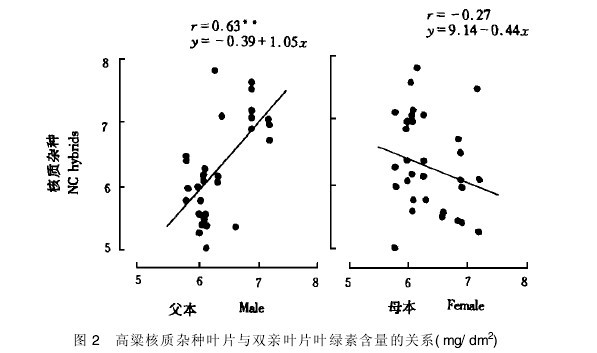 圖2　高粱核質雜種葉片與雙親葉片葉綠素含量的關係
