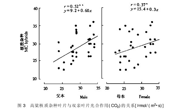 圖3　高粱核質雜種葉片與雙親葉片光合作用(CO2)的關係