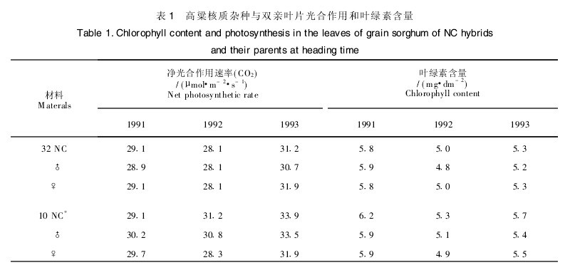 表1　高粱核質雜種與雙親葉片光合作用和葉綠素含量