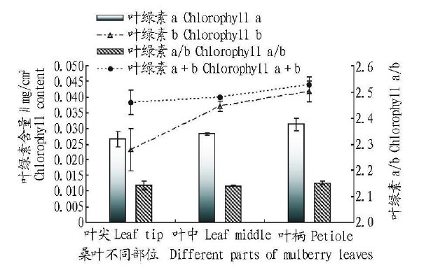 圖3　桑葉不同部位的葉綠素含量