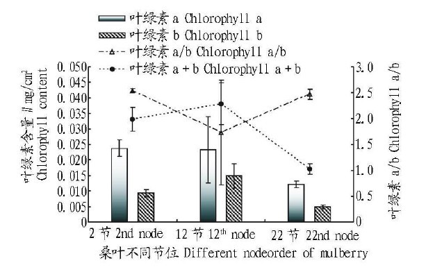 圖2　不同節位桑葉的葉綠素含量
