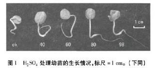 圖1 H2SO4處理幼苗的生長情況