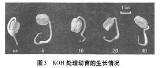 圖3 KOH處理幼苗的生長情況