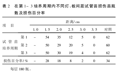 在第1~3培養周期內不同燈、板間距試管苗損傷苗瓶